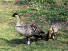 Hawaiian Goose (WWT Slimbridge March 2011) - pic by Nigel Key